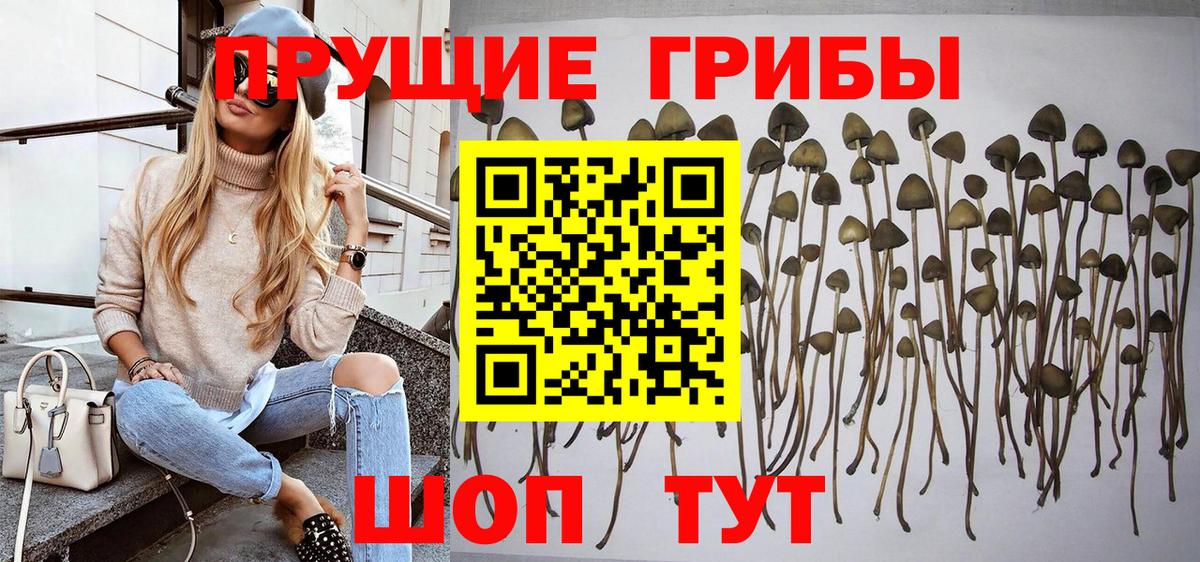 Кизилюрт  Псилоцибиновые грибы Psilocybine cubensis  Вход с VPN 